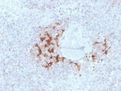 TRAF-1 Antibody (TRAF1/3298) - Azide and BSA Free, Novus Biologicals 100 &mu;g | Buy Online | Novus Biologicals | Fisher Scientific