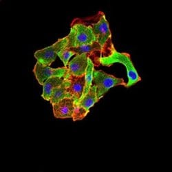 TRAF-2 Antibody (5C2C3) - BSA Free, Novus Biologicals 0.1 ml; Unconjugated:Antibodies,