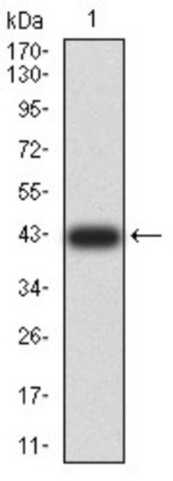 TRAF-2 Antibody (5C2C3) - BSA Free, Novus Biologicals 0.1 ml; Unconjugated:Antibodies,