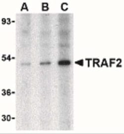 TRAF-2 Antibody - BSA Free, Novus Biologicals 0.025 mg; Unconjugated:Antibodies,