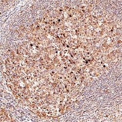TRAF-3 Antibody, Novus Biologicals:Antibodies:Primary Antibodies