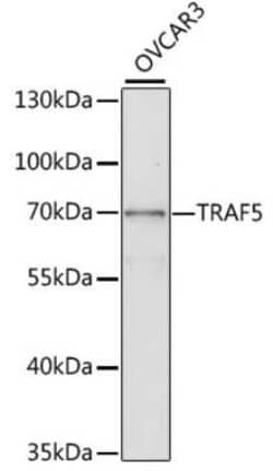 TRAF-5 Antibody - Azide and BSA Free, Novus Biologicals 0.02 mL; Unconjugated:Antibodies,