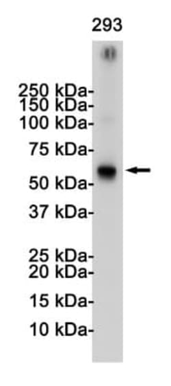 TRAF-6 Antibody (S09-3F4), Novus Biologicals:Antibodies:Primary Antibodies