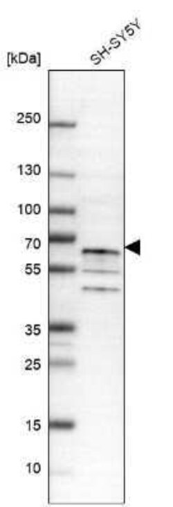 TRAF-6 Antibody, Novus Biologicals 25 &mu;L; Unconjugated:Antibodies, Polyclonal
