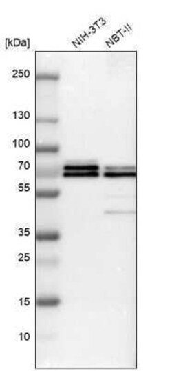 TRAF-6 Antibody, Novus Biologicals 25 &mu;L; Unconjugated:Antibodies, Polyclonal