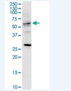 TRAF3IP3 Antibody (7E10), Novus Biologicals 100 &mu;g; Unconjugated:Antibodies,