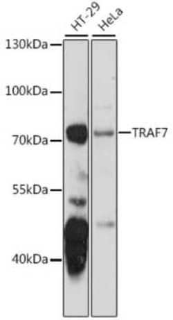 TRAF7 Antibody - Azide and BSA Free, Novus Biologicals:Antibodies:Primary