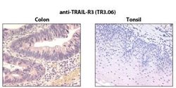 TRAILR3/TNFRSF10C Antibody (TR3.06) - BSA Free, Novus Biologicals 100 &mu;g | Buy Online | Novus Biologicals | Fisher Scientific