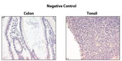 TRAILR3/TNFRSF10C Antibody (TR3.06) - BSA Free, Novus Biologicals 100 &mu;g | Buy Online | Novus Biologicals | Fisher Scientific