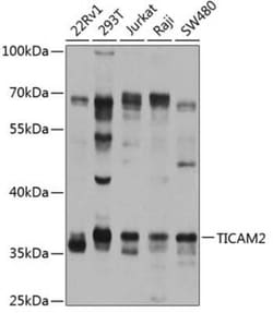 TRAM/TICAM2 Antibody - BSA Free, Novus Biologicals 20 &mu;g; Unconjugated:Antibodies,