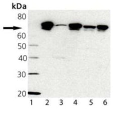 TRAP1 Antibody (9B6), Novus Biologicals:Antibodies:Primary Antibodies