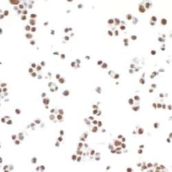 TRAP220/MED1 Antibody (BLR037F), Novus Biologicals 100 &mu;L; Unconjugated:Antibodies,