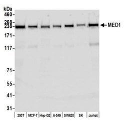 TRAP220/MED1 Antibody (BLR037F), Novus Biologicals 100 &mu;L; Unconjugated:Antibodies,