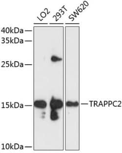 TRAPPC2 Antibody - BSA Free, Novus Biologicals 0.1 mL; Unconjugated:Antibodies,