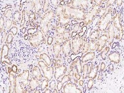 TRAPPC2L Antibody, Novus Biologicals 100 &mu;g, Unconjugated:Antibodies,