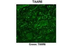 TRAR4 Antibody, Novus Biologicals 100 &mu;L; Unconjugated:Antibodies, Polyclonal