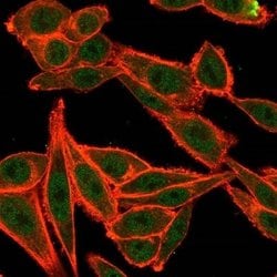 TRBP Antibody (PCRP-TARBP2-1E5) - Azide and BSA Free, Novus Biologicals