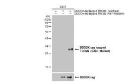 TREM2 Antibody - R47H Mutant, Novus Biologicals 100 &mu;g; Unconjugated:Antibodies,