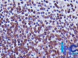 TREX1 Antibody (41M5F2) - Azide and BSA Free, Novus Biologicals 0.1 mg | Buy Online | Novus Biologicals | Fisher Scientific