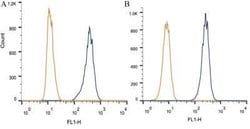 TRF-1 Antibody (57-6) - Azide and BSA Free, Novus Biologicals 0.1 mL; Unconjugated:Antibodies,