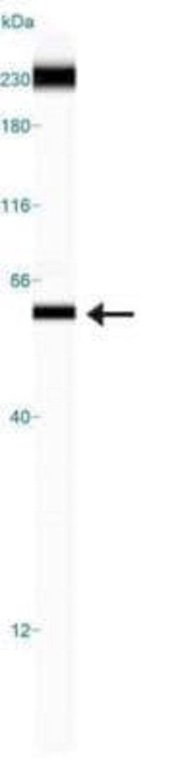 TRF-1 Antibody (57-6) - Azide and BSA Free, Novus Biologicals 0.1 mL; Unconjugated:Antibodies,