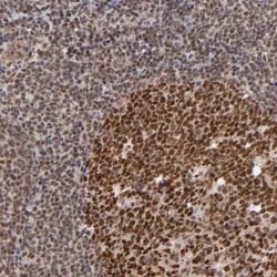 TRF-2 Antibody, Novus Biologicals:Antibodies:Primary Antibodies