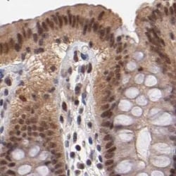 TRF-2 Antibody, Novus Biologicals:Antibodies:Primary Antibodies