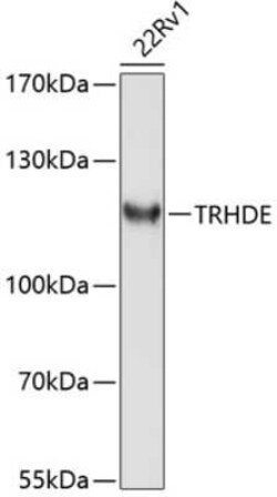 TRH-degrading Ectoenzyme/TRHDE Antibody - BSA Free, Novus Biologicals 0.1 mL | Buy Online | Novus Biologicals | Fisher Scientific