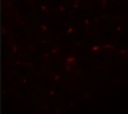 TRIB3 Antibody - BSA Free, Novus Biologicals 0.1 mg | Buy Online | Novus Biologicals | Fisher Scientific