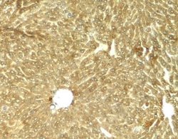 TRIB3 Antibody - BSA Free, Novus Biologicals 0.1 mg | Buy Online | Novus Biologicals | Fisher Scientific