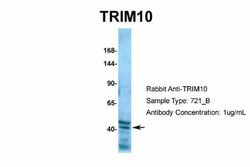 TRIM10 Rabbit anti-Human, Polyclonal, Novus Biologicals 0.1 mL; Unconjugated:Antibodies,