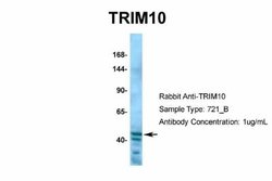 TRIM10 Rabbit anti-Human, Polyclonal, Novus Biologicals 0.1 mL; Unconjugated:Antibodies,