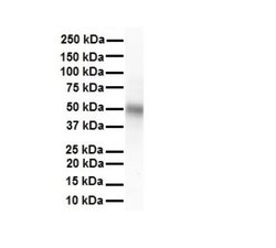 TRIM10 Rabbit anti-Human, Polyclonal, Novus Biologicals 0.1ml; Unconjugated:Antibodies,