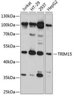 TRIM15 Antibody - Azide and BSA Free, Novus Biologicals:Antibodies:Primary