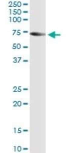 TRIM16 Antibody (5F4), Novus Biologicals 0.1 mg | Buy Online | Novus Biologicals | Fisher Scientific