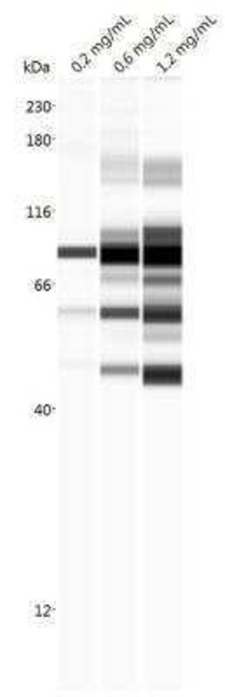 TRIM16 Antibody (5F4), Novus Biologicals 0.1 mg | Buy Online | Novus Biologicals | Fisher Scientific