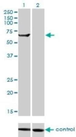 TRIM16 Antibody (5F4), Novus Biologicals 0.1 mg | Buy Online | Novus Biologicals | Fisher Scientific