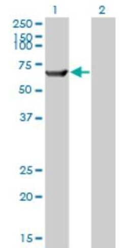TRIM16 Antibody (5F4), Novus Biologicals 0.1 mg | Buy Online | Novus Biologicals | Fisher Scientific