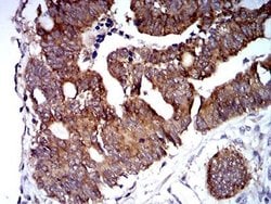 TRIM25 Antibody (5B5B12) - BSA Free, Novus Biologicals:Antibodies:Primary