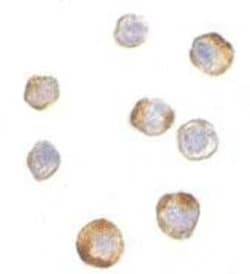 TRIM25 Antibody - BSA Free, Novus Biologicals 0.025 mg | Buy Online | Novus Biologicals | Fisher Scientific