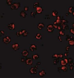 TRIM25 Antibody - BSA Free, Novus Biologicals 0.025 mg | Buy Online | Novus Biologicals | Fisher Scientific