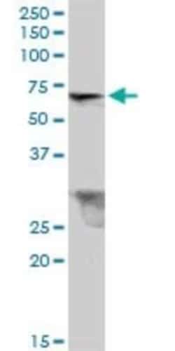 TRIM26 Antibody, Novus Biologicals 0.05 mg | Buy Online | Novus Biologicals | Fisher Scientific