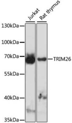 TRIM26 Antibody - Azide and BSA Free, Novus Biologicals 0.02 mL; Unconjugated:Antibodies,
