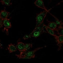 TRIM27 Antibody (PCRP-TRIM27-1B3) - Azide and BSA Free, Novus Biologicals 100 &mu;g | Buy Online | Novus Biologicals | Fisher Scientific