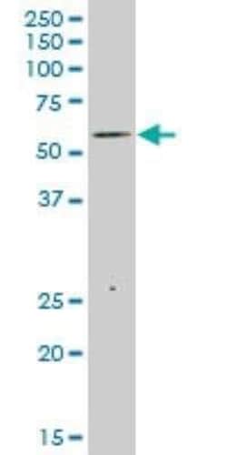 TRIM35 Antibody (4F7), Novus Biologicals 0.1 mg | Buy Online | Novus Biologicals | Fisher Scientific