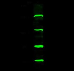 TRIM37 Antibody, Novus Biologicals 50 &mu;g, Unconjugated:Antibodies, Polyclonal