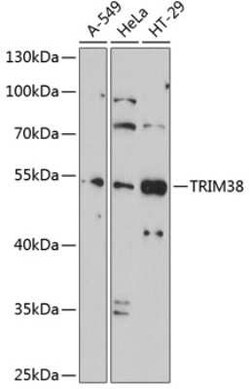 TRIM38 Antibody - BSA Free, Novus Biologicals 0.02 mL; Unconjugated:Antibodies,