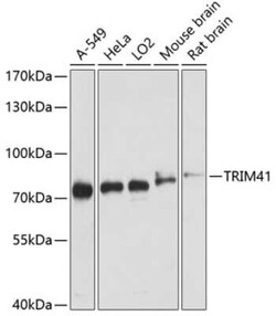 TRIM41 Antibody - Azide and BSA Free, Novus Biologicals:Antibodies:Primary