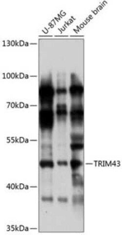 TRIM43 Antibody - Azide and BSA Free, Novus Biologicals 0.1 mL; Unconjugated:Antibodies,