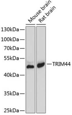 TRIM44 Antibody - BSA Free, Novus Biologicals:Antibodies:Primary Antibodies